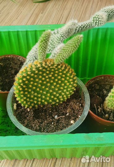 Кактус опунция