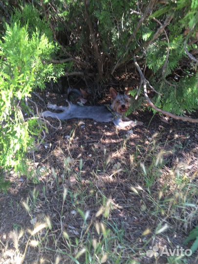 Йорк для вязки