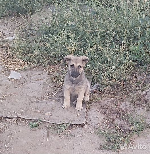 Щенок мальчик в добрые руки