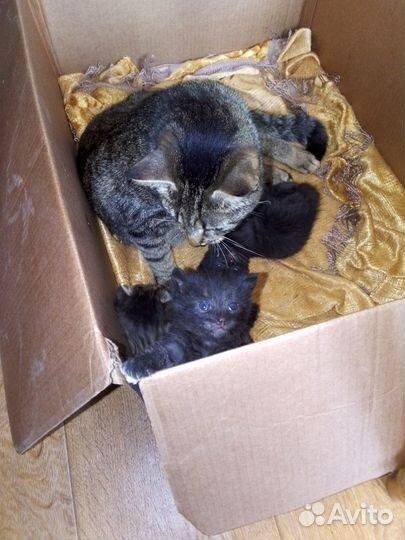 Чёрные Котята