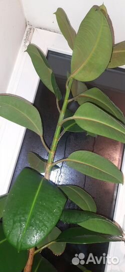 Фикус большой