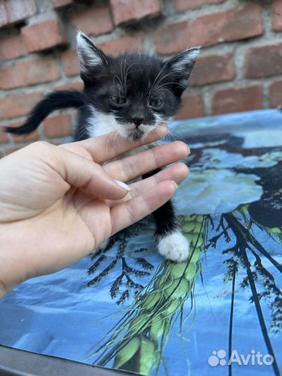 Котята в дар