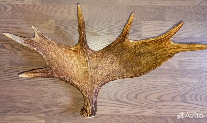 Лосиные рога