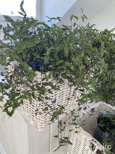 Комнатные цветы, бронь до 09.06