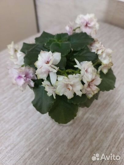 Фиалки,мини,полумини