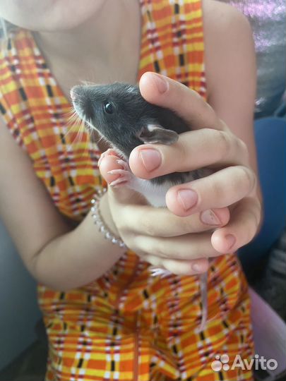 Отдам крысеныша жорика