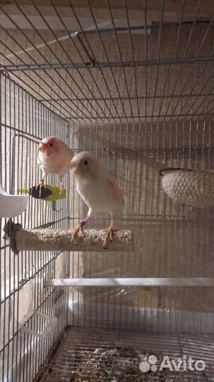 Кенара и канарейки