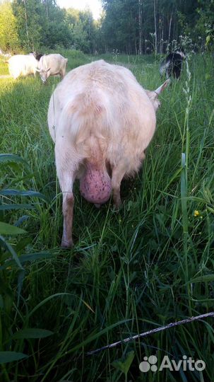 Продаю козье молоко