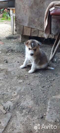 Отдам щенят. Игривые
