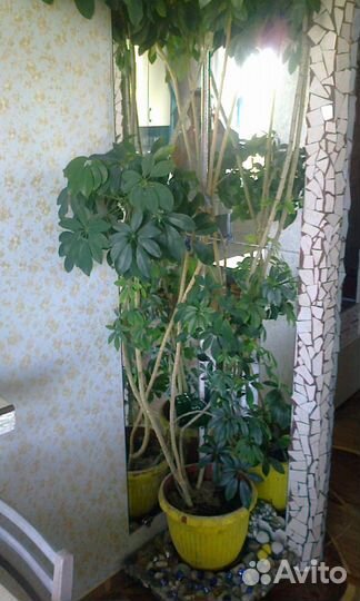 Комнатные цветы шефлера