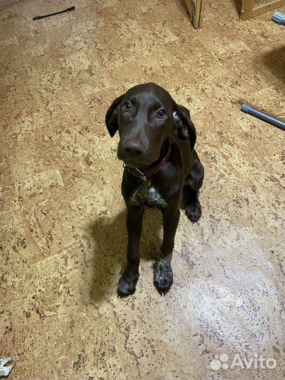 Курцхаар щенок