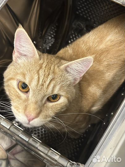 Кот в добрые руки