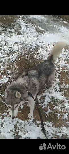 Сибирские хаски
