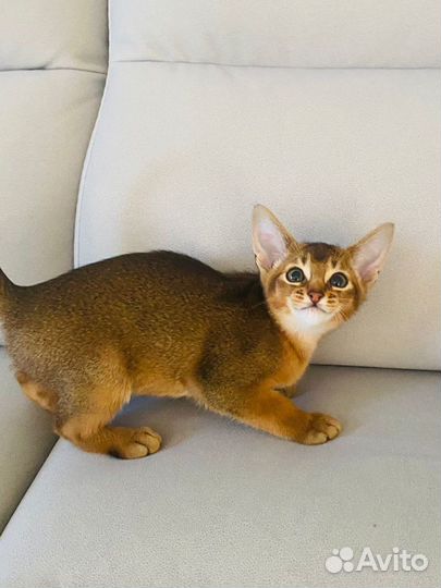 Абиссинские котята