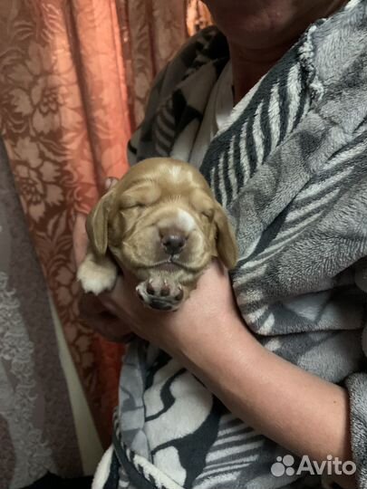 Собаки щенки спаниель