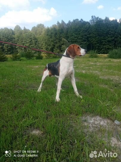 Русская пегая гончая