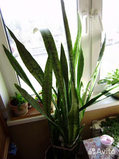 Сансевиерия