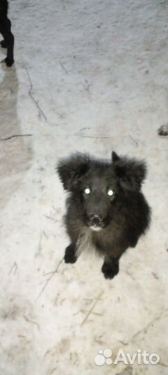 Коята и щенки в добрые руки