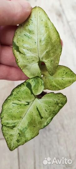 Сингониум Фрисклес (freckles)