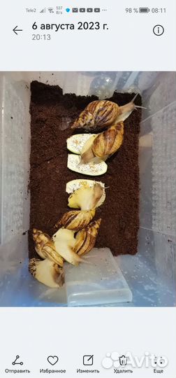 Африканских улиток Ахатин в добрые руки