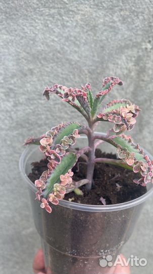 Комнатные растения