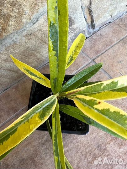 Фикус али амстел голд