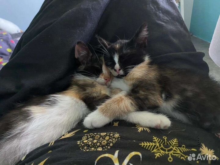 Пёстрым малышкам нужен дом