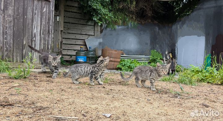 Котята в добрые руки бесплатно