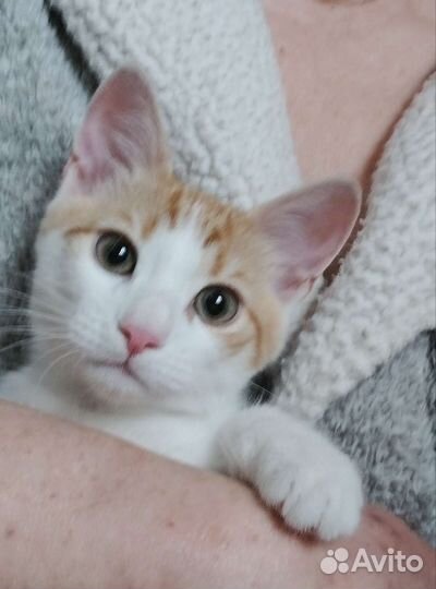 Котик Тимошка