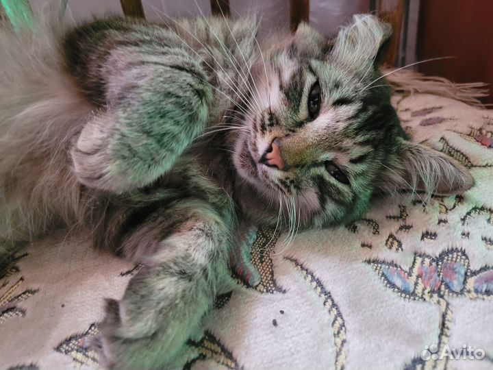 Очень классный кот