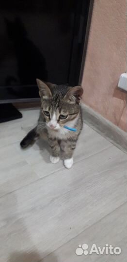 Котенок
