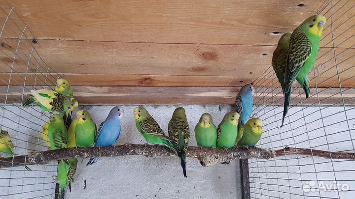 Попугаи