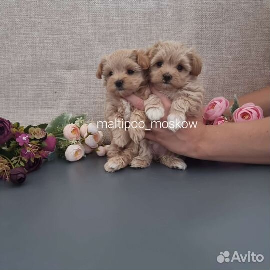 Мальтипу мини