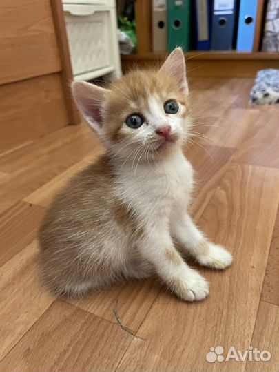 Котята в добрые руки девочки