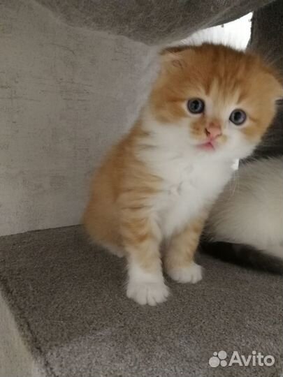 Шотландский котик