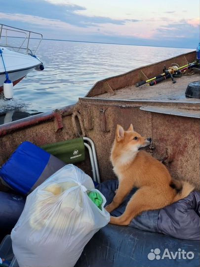 Карело финская лайка