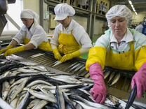 Рабочий на рыбное производство Выплаты Еженедельно