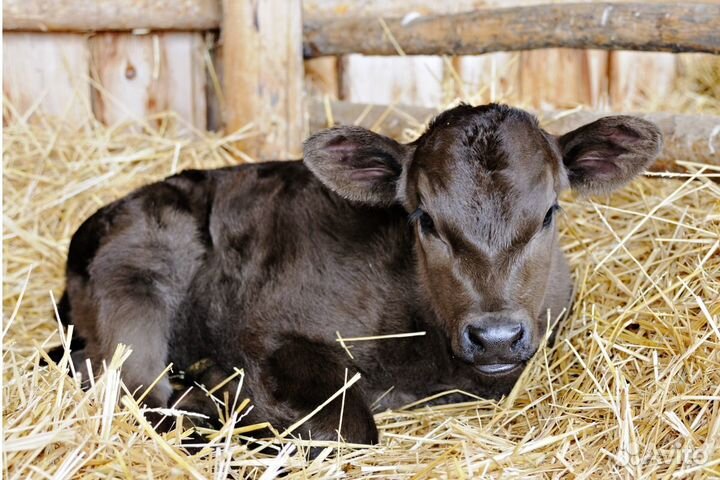Продаётся бычок