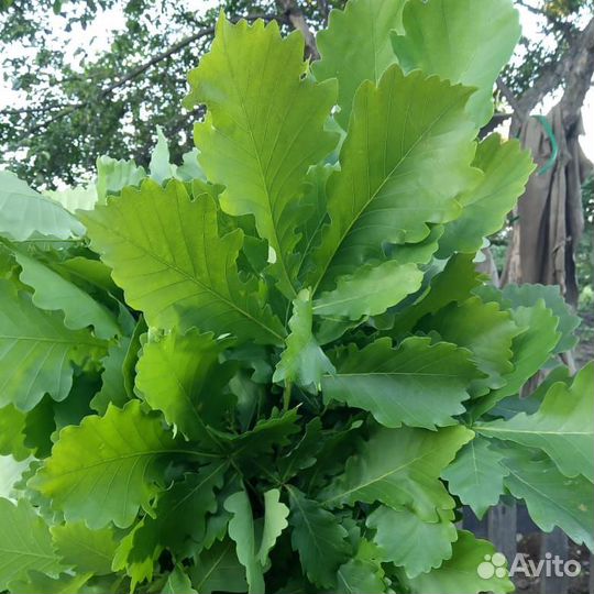 Веник дубовый (хватает на 10 раз)