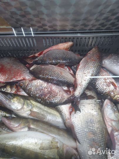 Речная рыба