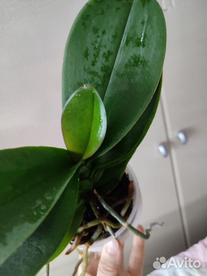 Орхидея фаленопсис Brazilian Fever