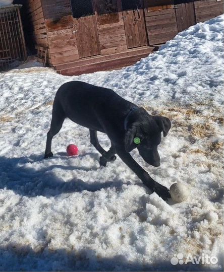 Ищут дом замечательные щенки подростки лабрадора +