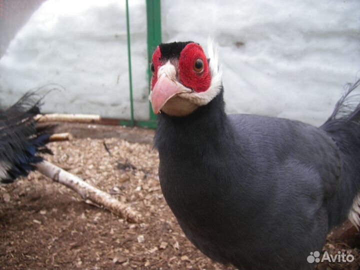 Декоративные Фазаны, павлины, утки