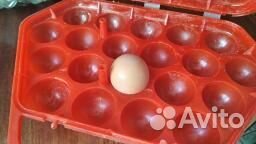 Контейнер для яиц