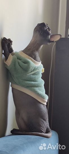 Молодой кот