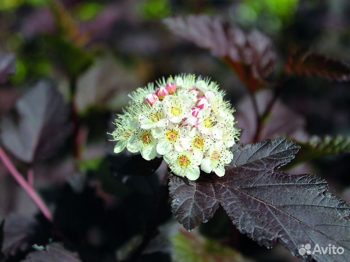 Пузыреплодник калинолистный 