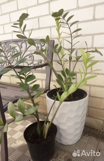 Замиокулькас