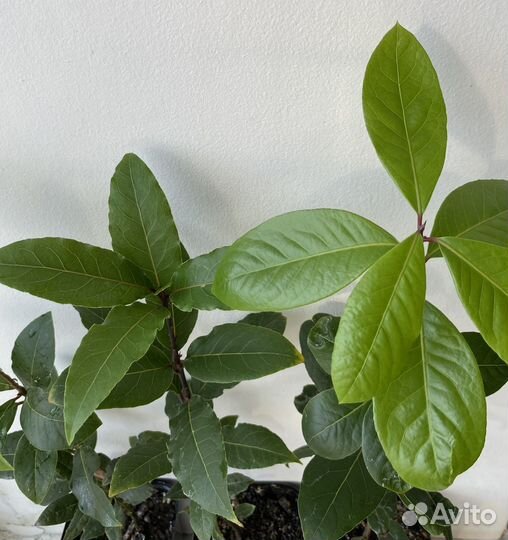 Саженцы лаврового листа