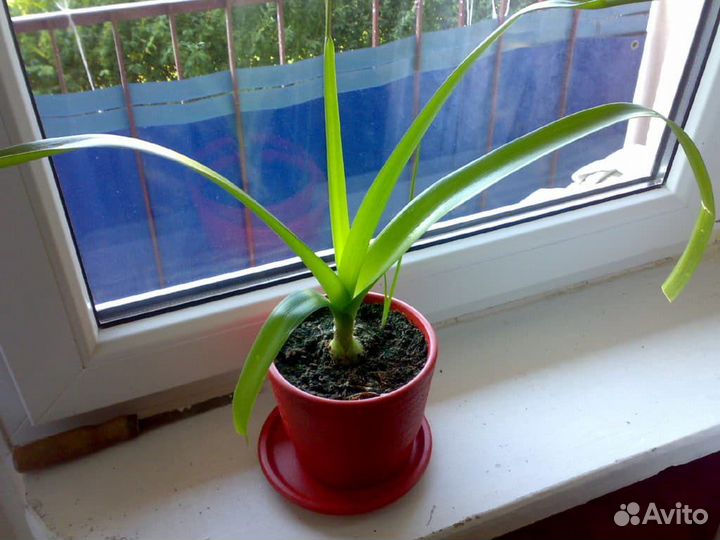 Индийский лук, алое