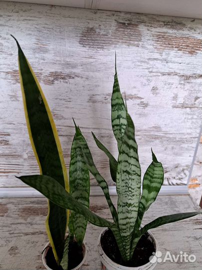 Комнатные растения